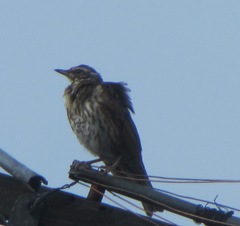 Turdus iliacus