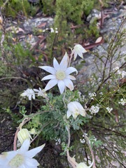 Actinotus helianthi