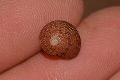 Clanculus consobrinus