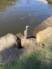 Egretta novaehollandiae