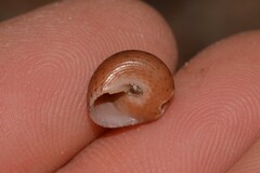 Clanculus consobrinus