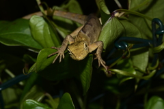 Calotes versicolor