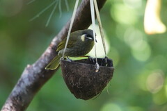 Meliphaga lewinii