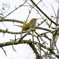 Setophaga pensylvanica