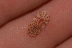 Macroschisma baikiei