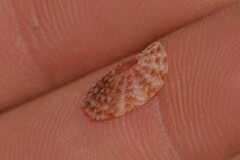 Macroschisma baikiei