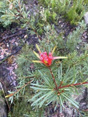 Lambertia formosa