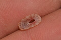 Macroschisma baikiei