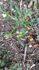 Galinsoga quadriradiata