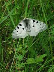 Parnassius apollo