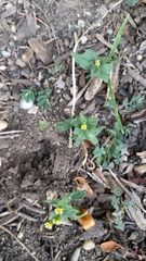 Galinsoga quadriradiata