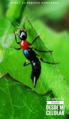 Paederus signaticornis