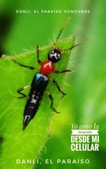 Paederus signaticornis
