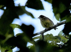 Emberiza aureola