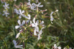Saponaria officinalis