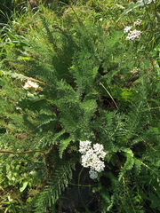 Achillea millefolium