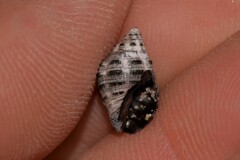 Muricidae