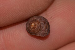 Clanculus consobrinus