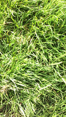 Cenchrus clandestinus