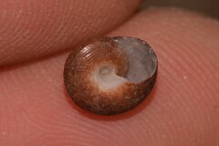 Clanculus consobrinus