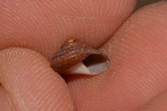 Clanculus consobrinus