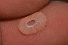 Amblychilepas nigrita