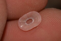 Amblychilepas nigrita