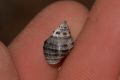 Muricidae
