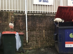 Threskiornis molucca