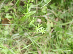 Galium mollugo