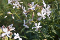 Saponaria officinalis
