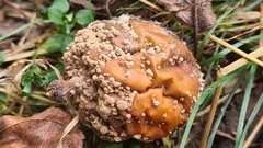 Monilinia fructigena