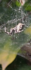 Cyrtophora citricola