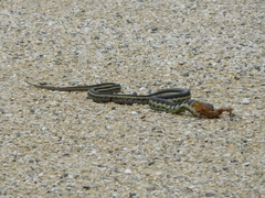 Thamnophis sirtalis semifasciatus