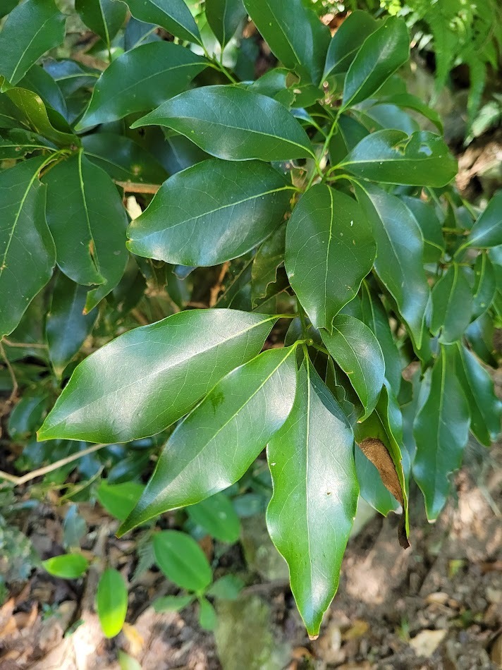Beilschmiedia erythrophloia