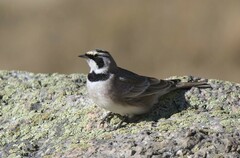 Eremophila alpestris