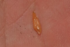 Terebridae