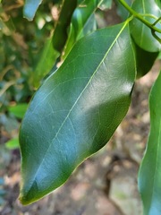 Beilschmiedia erythrophloia