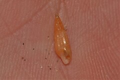 Terebridae
