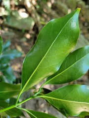 Beilschmiedia erythrophloia