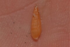 Terebridae