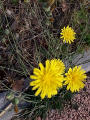 Hieracium sabaudum