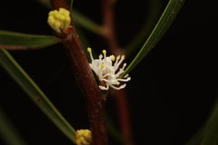 Hakea ulicina