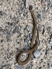 Storeria occipitomaculata