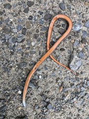 Storeria occipitomaculata