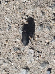 Spondylis buprestoides