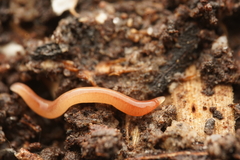 Geoplanidae