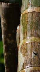 Triboniophorus graeffei