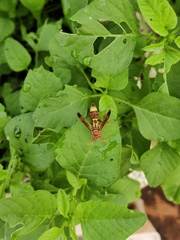 Polistes stigma