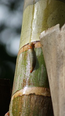 Triboniophorus graeffei